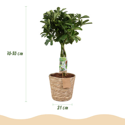 Schefflera Nora - Vingerboom - incl. mand - pot 21cm - hoogte 70-82cm