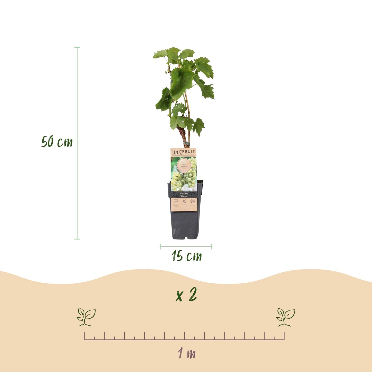 Vitis vinifera 'Bianca' - Witte Druif (geent)