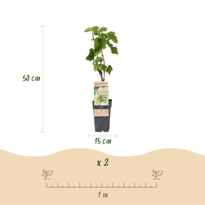 Vitis vinifera 'Bianca' - Witte Druif (geent)