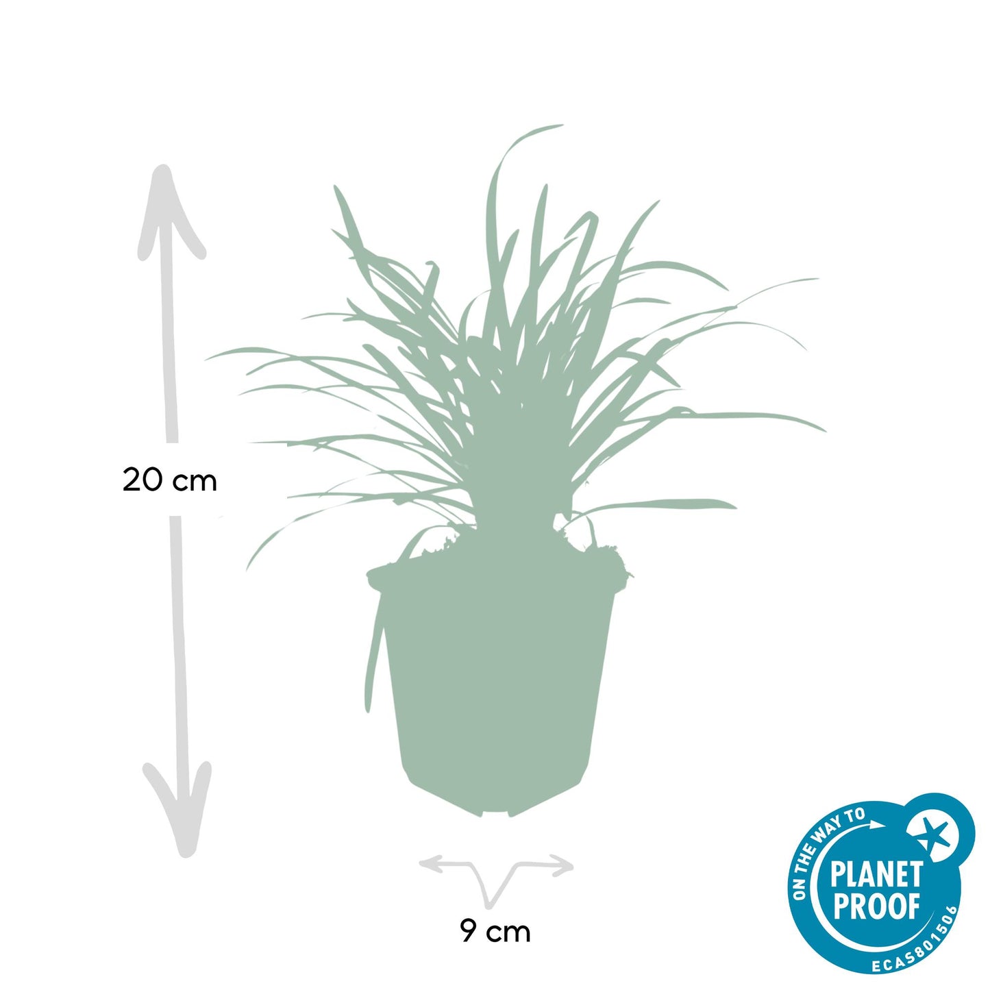 Liriope muscari 'Big Blue' - Leliegras