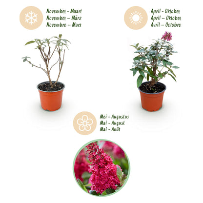 Green boutiQ - Tuinplant - Buddleja davidii Butterfly Candy Little Ruby - Vlinderstruik - Compact - Rood - 3 Planten - Pot 12cm - Hoogte 20-25cm
