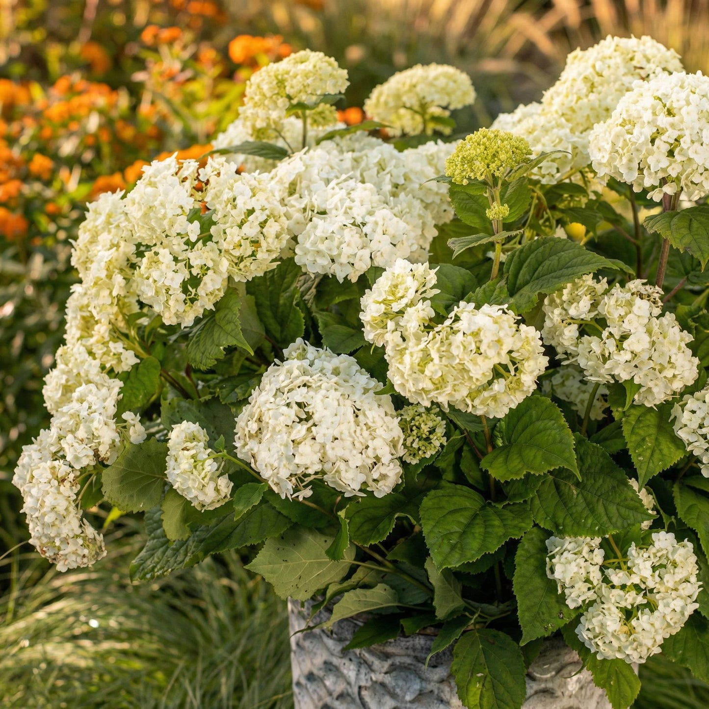 Hydrangea arborescens 'FlowerWOW' - Hortensia - hoogte 20-30cm