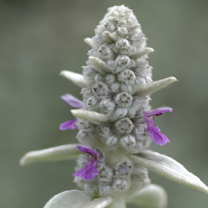 Stachys byzantina - Ezelsoren