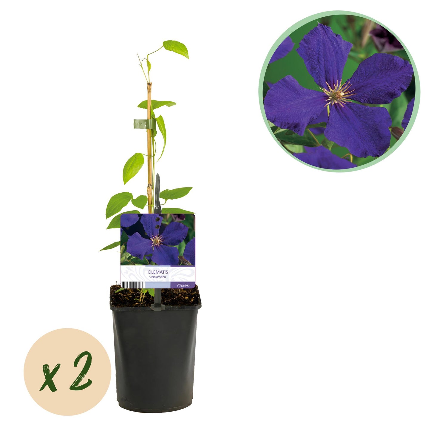 Clematis Jackmanii - Clematis - 2 planten - Pot 11cm - Hoogte 40cm