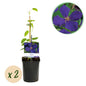 Clematis Jackmanii - Clematis - 2 planten - Pot 11cm - Hoogte 40cm