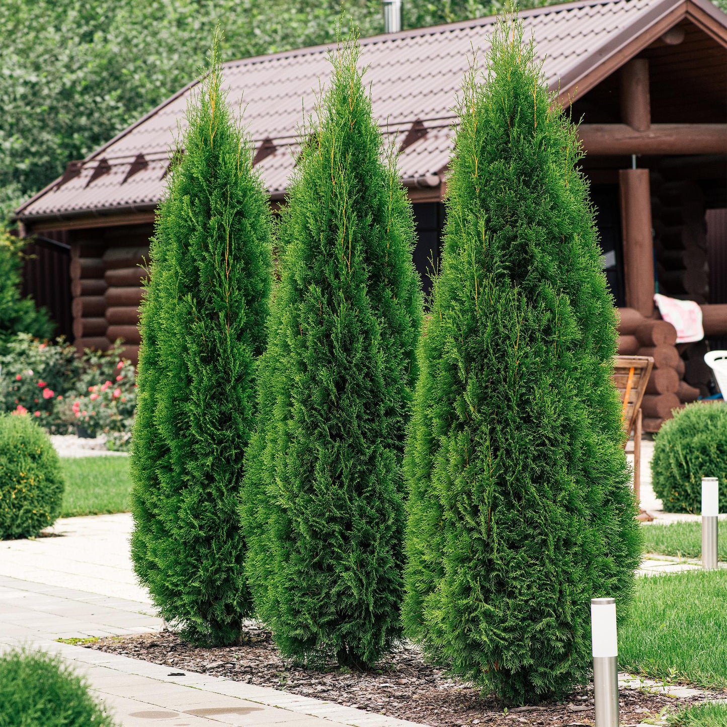 Thuja occidentalis 'Smaragd' - Westerse Levensboom - hoogte 55cm