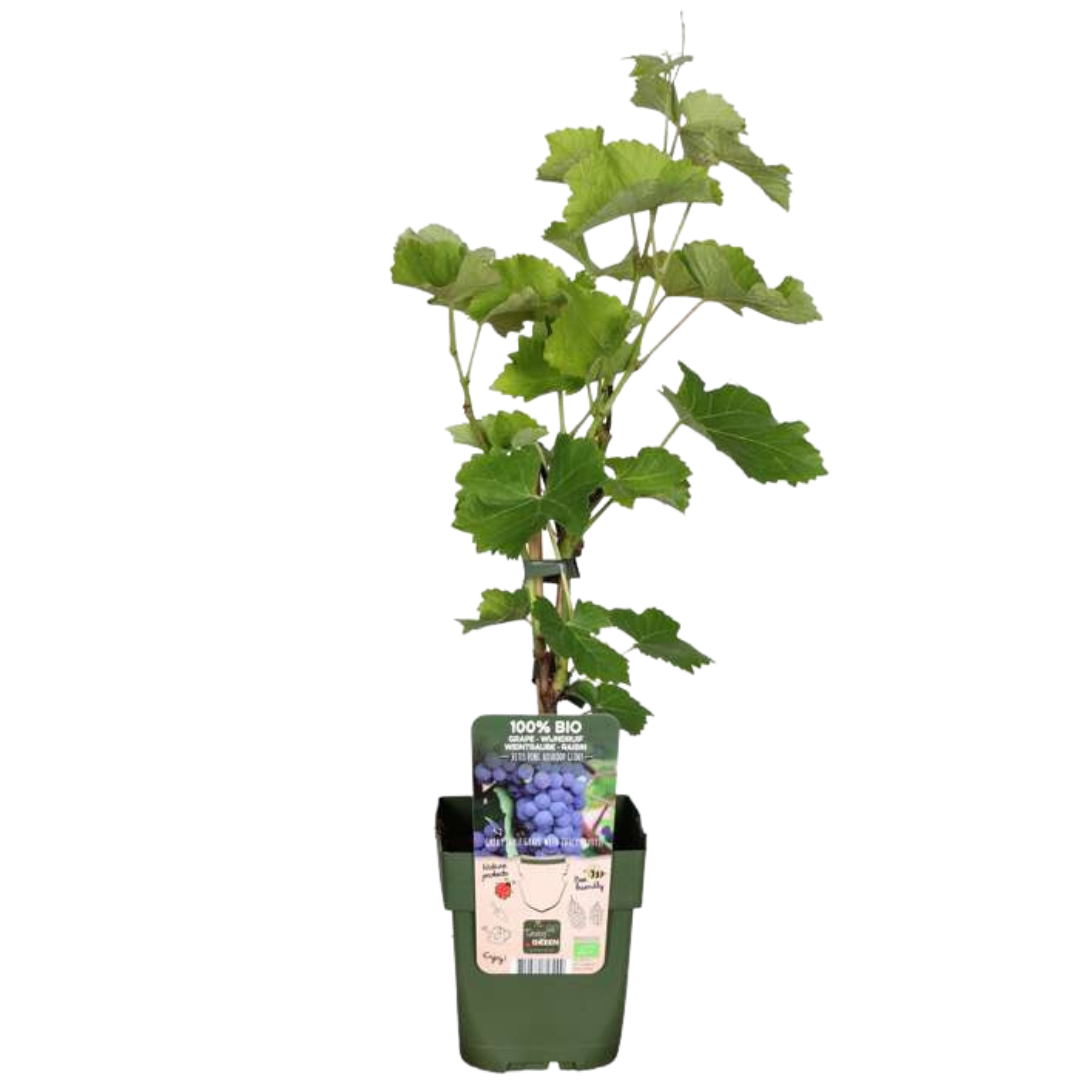 Biologische druivenplanten - 3 planten - Ø 13 cm - ↨ 20 cm
