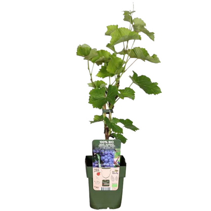 Biologische druivenplanten - 3 planten - Ø 13 cm - ↨ 20 cm