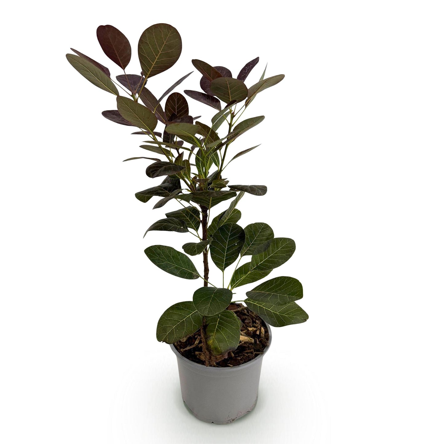 Cotinus coggyria 'Royal Purple' - Pruikenboom - hoogte 35cm