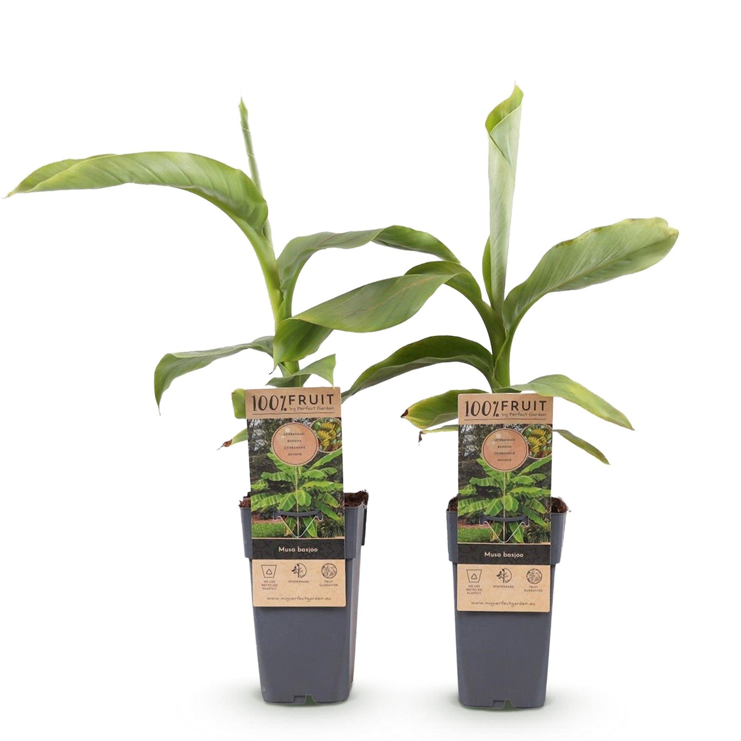 Musa 'Basjoo' - winterharde Bananenboom - 2 planten - Pot 15cm - Hoogte 50cm