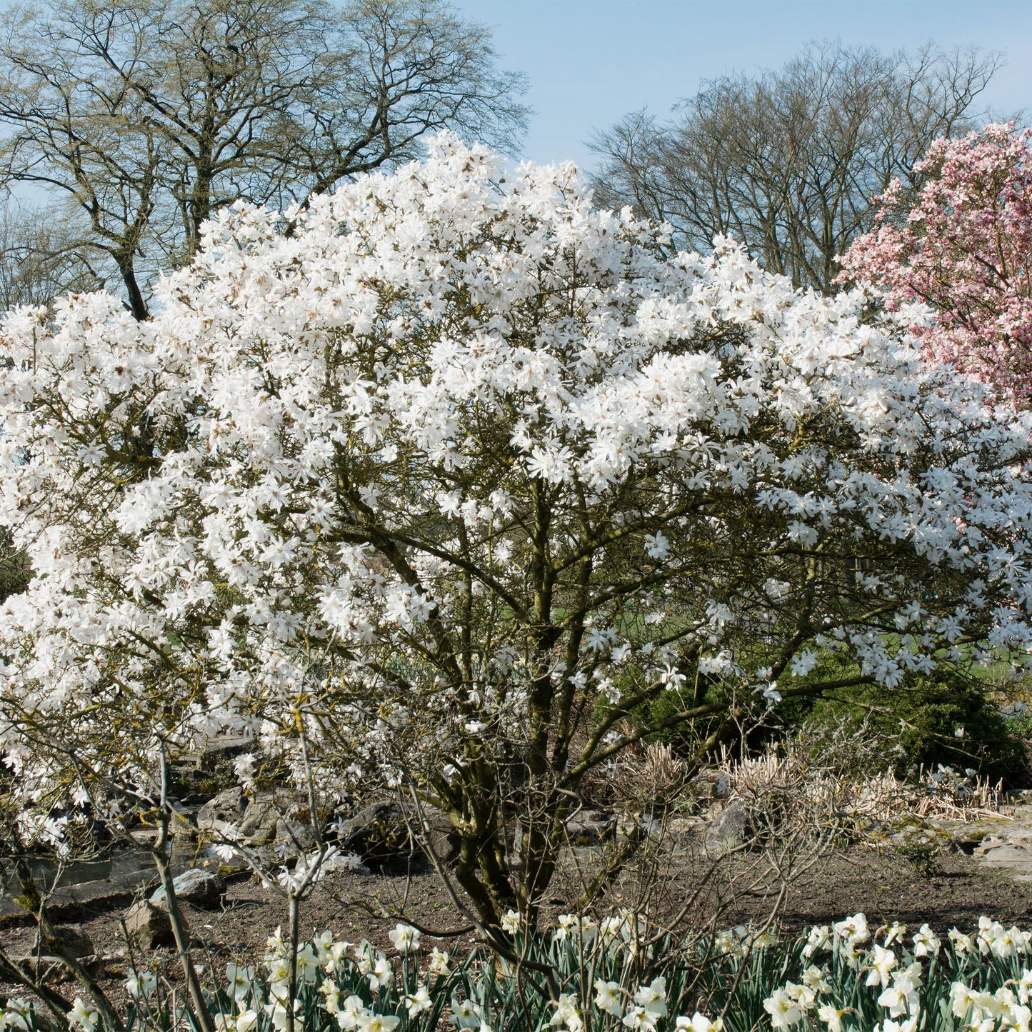 Magnolia stellata - Stermagnolia - hoogte 45cm