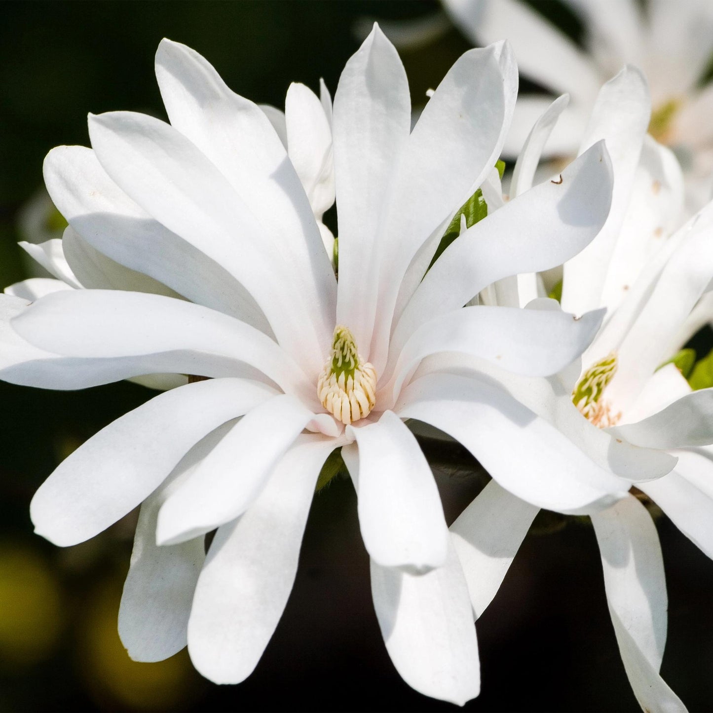 Magnolia stellata 'Royal Star' - Stermagnolia - hoogte 30cm