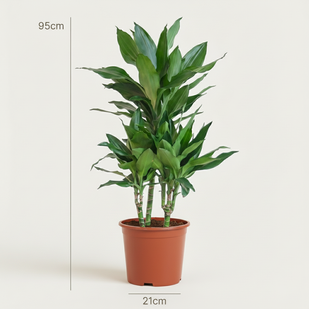 Dracaena Janet Craig - Drakenbloedboom - pot 21cm - hoogte 90 - 100cm