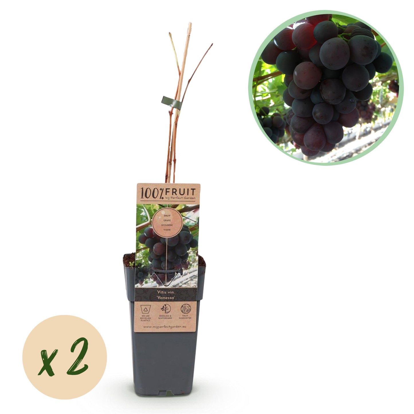 Vitis vinifera 'Vanessa' - pitarme Blauwe Druif