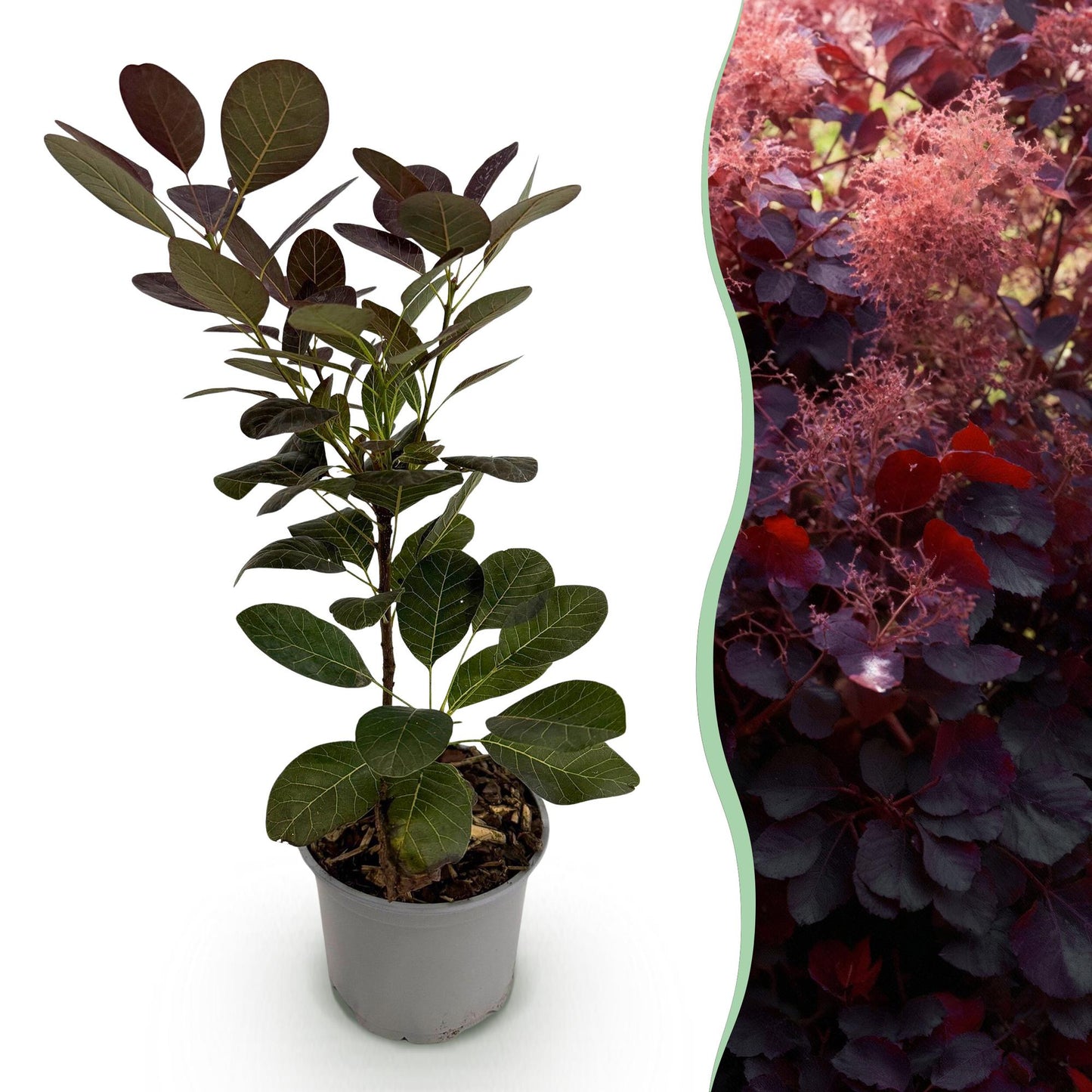 Cotinus coggyria 'Royal Purple' - Pruikenboom - hoogte 35cm
