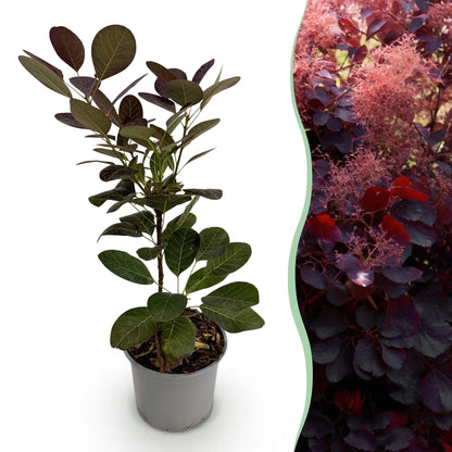 Cotinus coggyria 'Royal Purple' - Pruikenboom - hoogte 35cm