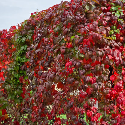 Parthenocissus 'Engelmannii' - Wilde Wingerd