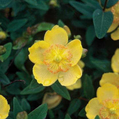 Hypericum calycinum - Hertshooi
