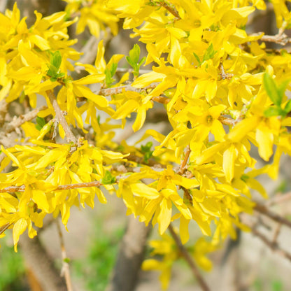 Forsythia intermedia 'Goldrauch' - Chinees Klokje - hoogte 45cm