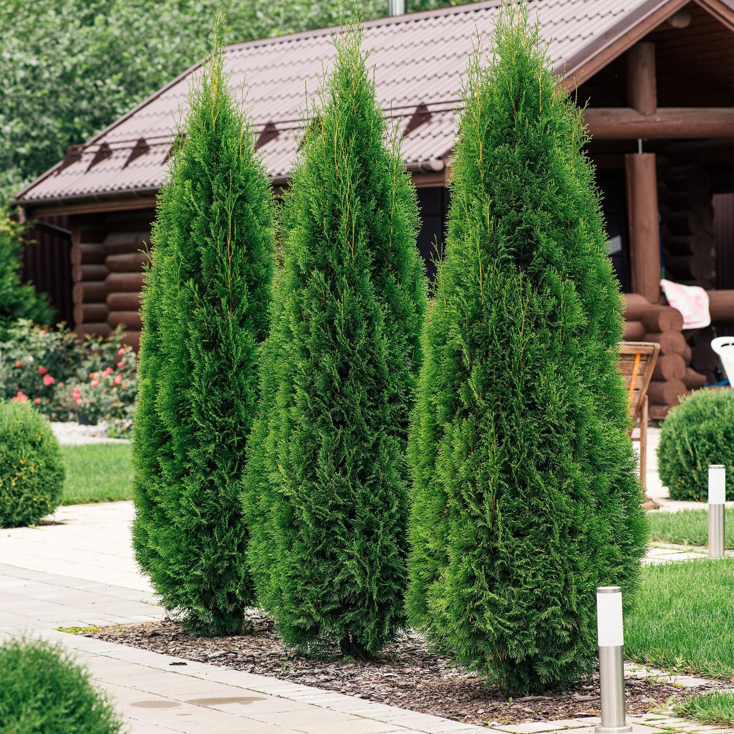 Thuja occidentalis 'Smaragd' - Westerse Levensboom - hoogte 30cm