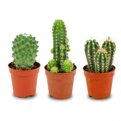 Mini Cactus Set - 3 Stuks - Ø 5.5 cm - Hoogte: 5-10 cm