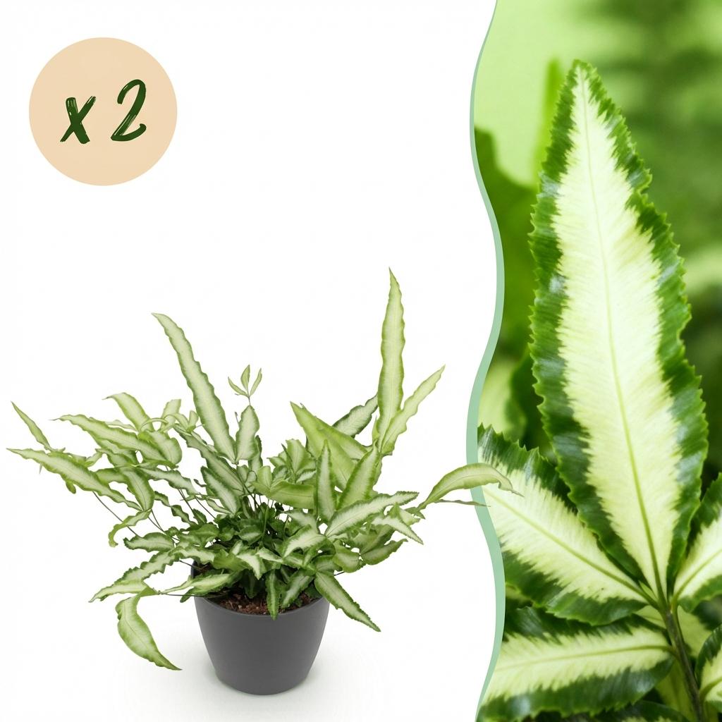 Green boutiQ - Kamerplant - Pteris cretica Albolineata - Lintvaren - Huisdiervriendelijke Plant - Groen - 2 Planten - met Potter Grijs - Pot 12cm - Hoogte 20cm