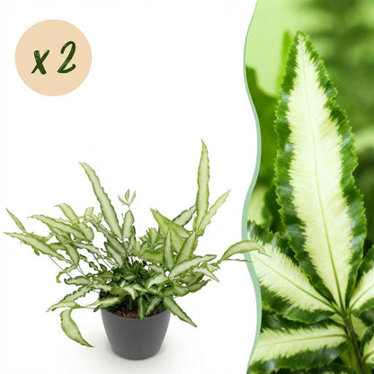 Green boutiQ - Kamerplant - Pteris cretica Albolineata - Lintvaren - Huisdiervriendelijke Plant - Groen - 2 Planten - met Potter Grijs - Pot 12cm - Hoogte 20cm