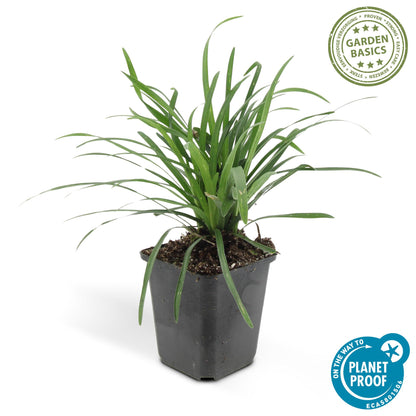 Liriope muscari 'Big Blue' - Leliegras