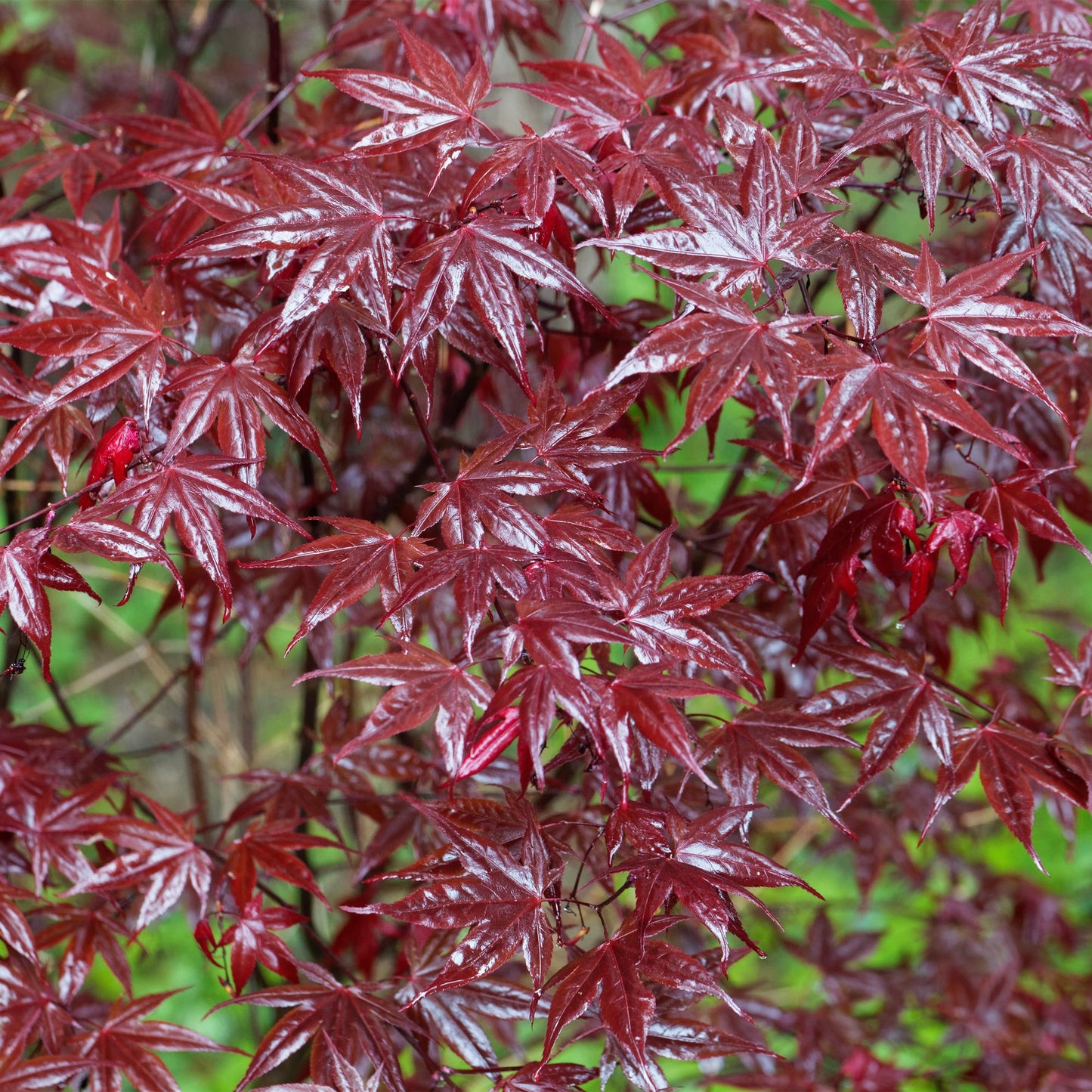 Acer palmatum 'Bloodgood' - Japanse Esdoorn - hoogte 70cm
