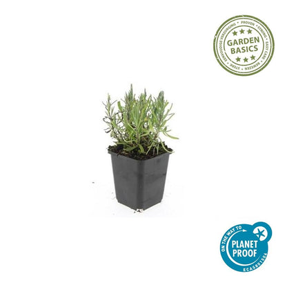 Lavandula angustifolia 'Munstead' - Lavendel