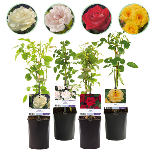 Klimrozenmix 'Rainbow' - Bloemen; roze, wit, geel & rood