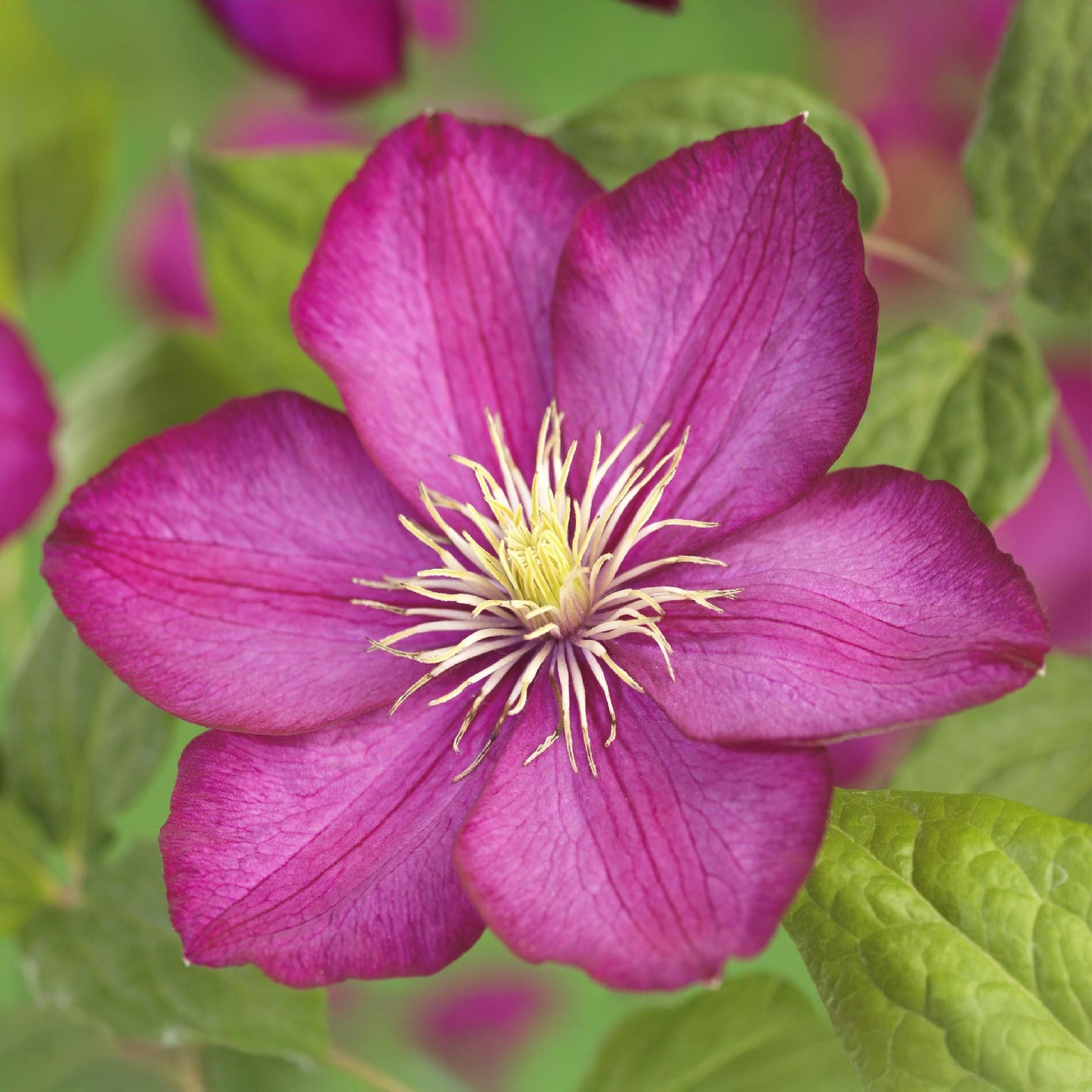Clematis 'Ville de Lyon' - Clematis - 2 planten - Pot 11cm - Hoogte 40cm