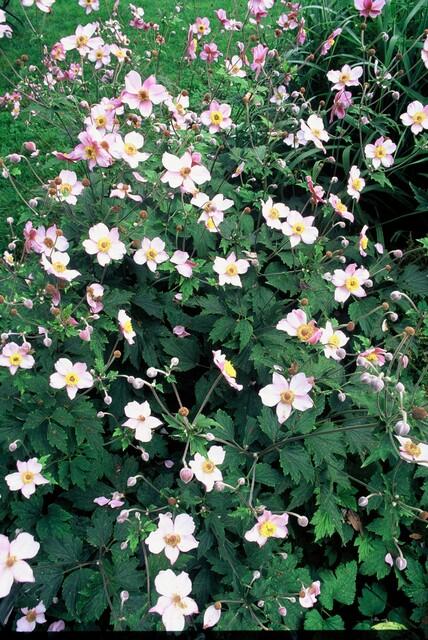 Anemone tom. 'Robustissima' - Anemoon