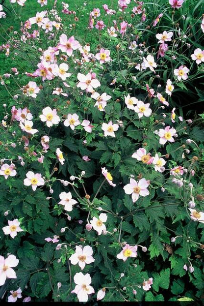 Anemone tom. 'Robustissima' - Anemoon