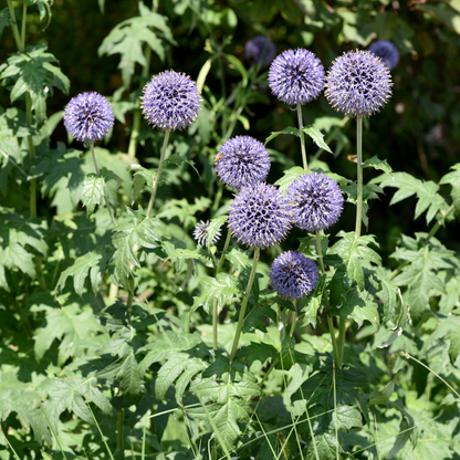 Echinops ritro - Kogeldistel