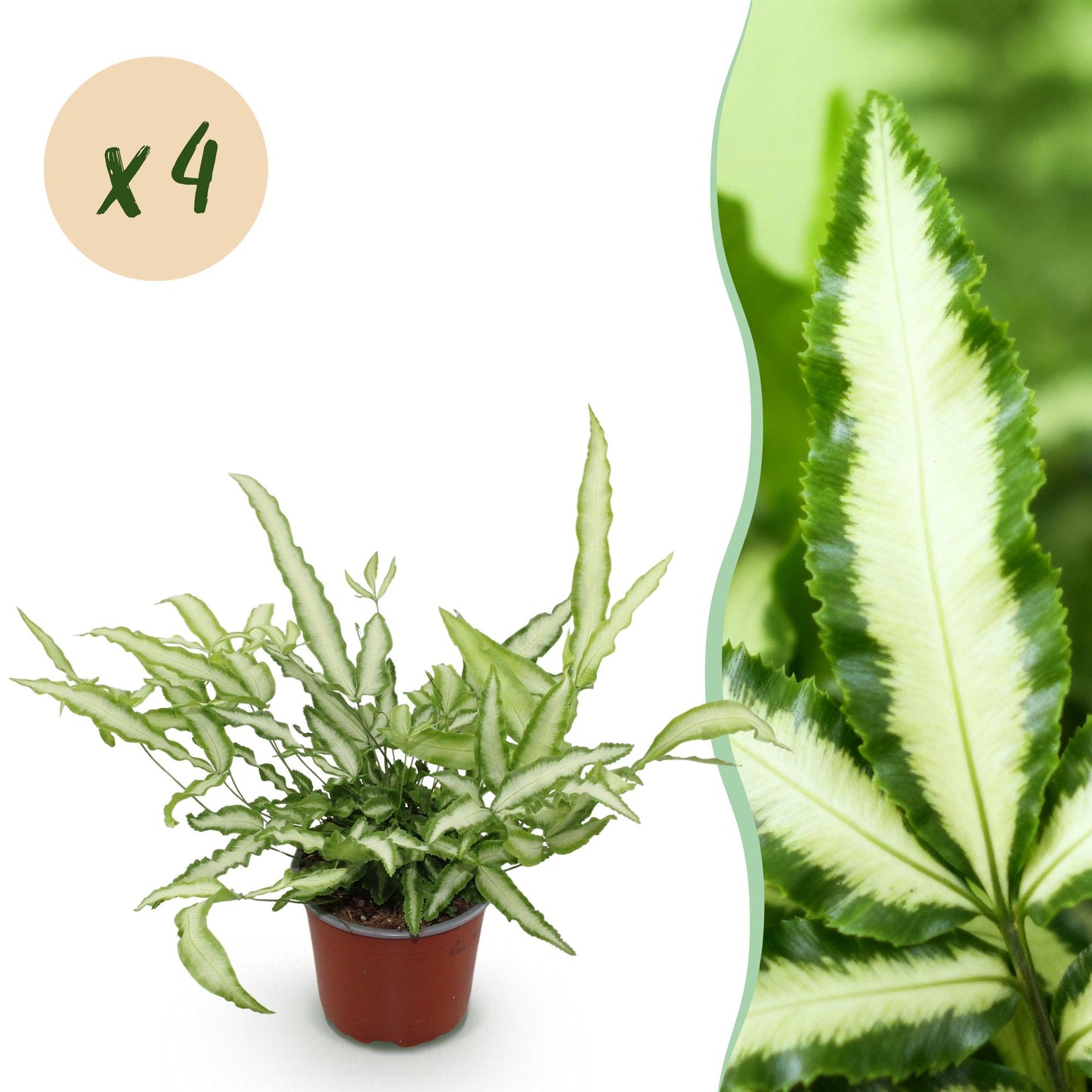Green boutiQ - Kamerplant - Pteris cretica Albolineata - Lintvaren - Huisdiervriendelijk - Bont - 4 Planten - Pot 12cm - Hoogte 28-30cm