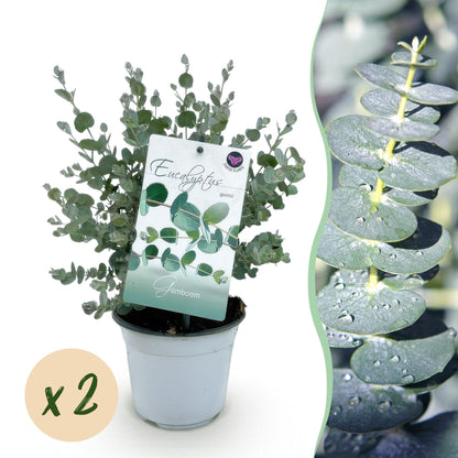 Eucalyptus gunni - Eucalyptus - hoogte 30cm