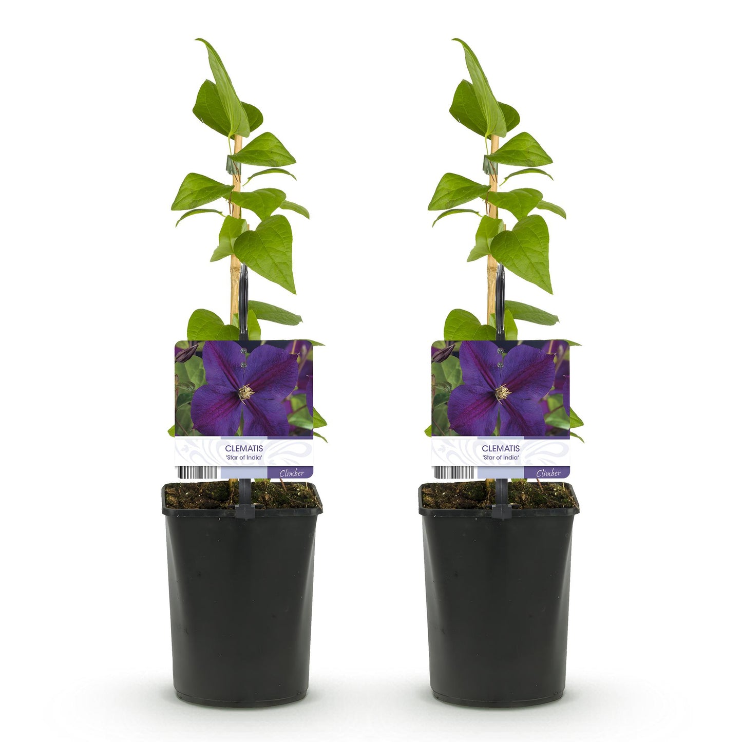 Clematis 'Star of India' - Clematis - 2 planten - Pot 11cm - Hoogte 40cm