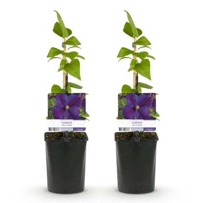 Clematis 'Star of India' - Clematis - 2 planten - Pot 11cm - Hoogte 40cm