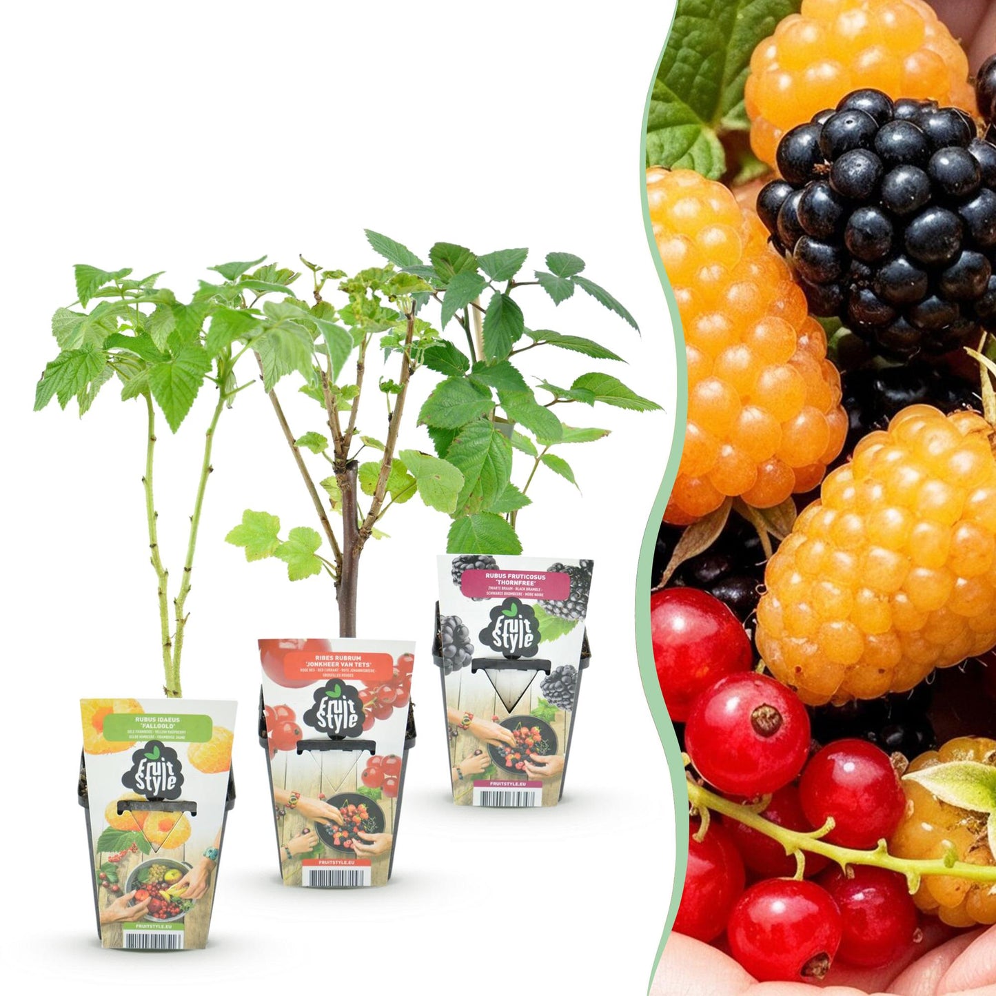 Fruitplantenmix - Rode Bes, Gele Framboos, Zwarte Braam - 3 planten - Pot  9cm
