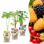 Fruitplantenmix - Rode Bes, Gele Framboos, Zwarte Braam - 3 planten - Pot  9cm