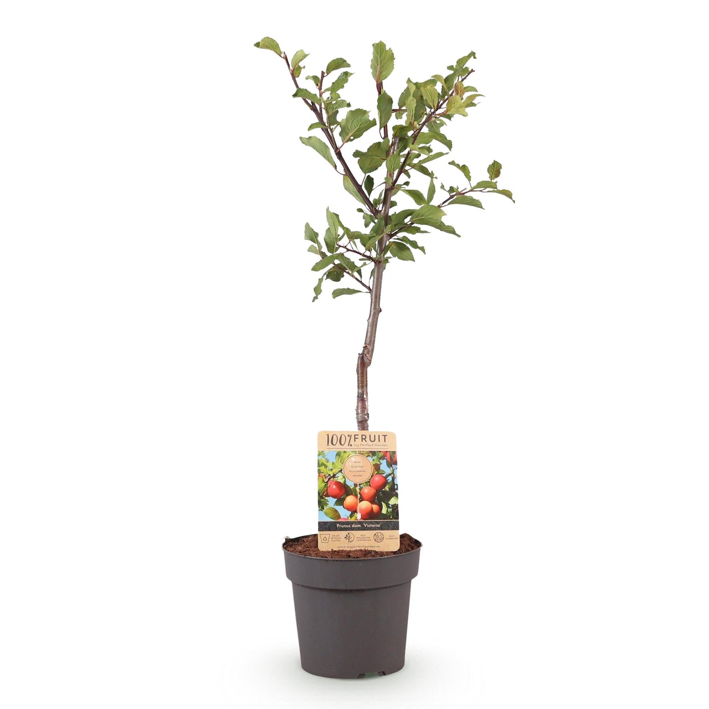 Prunus domestica 'Victoria' - Pruimenboom - 1 plant - Pot 21cm - Hoogte 90cm