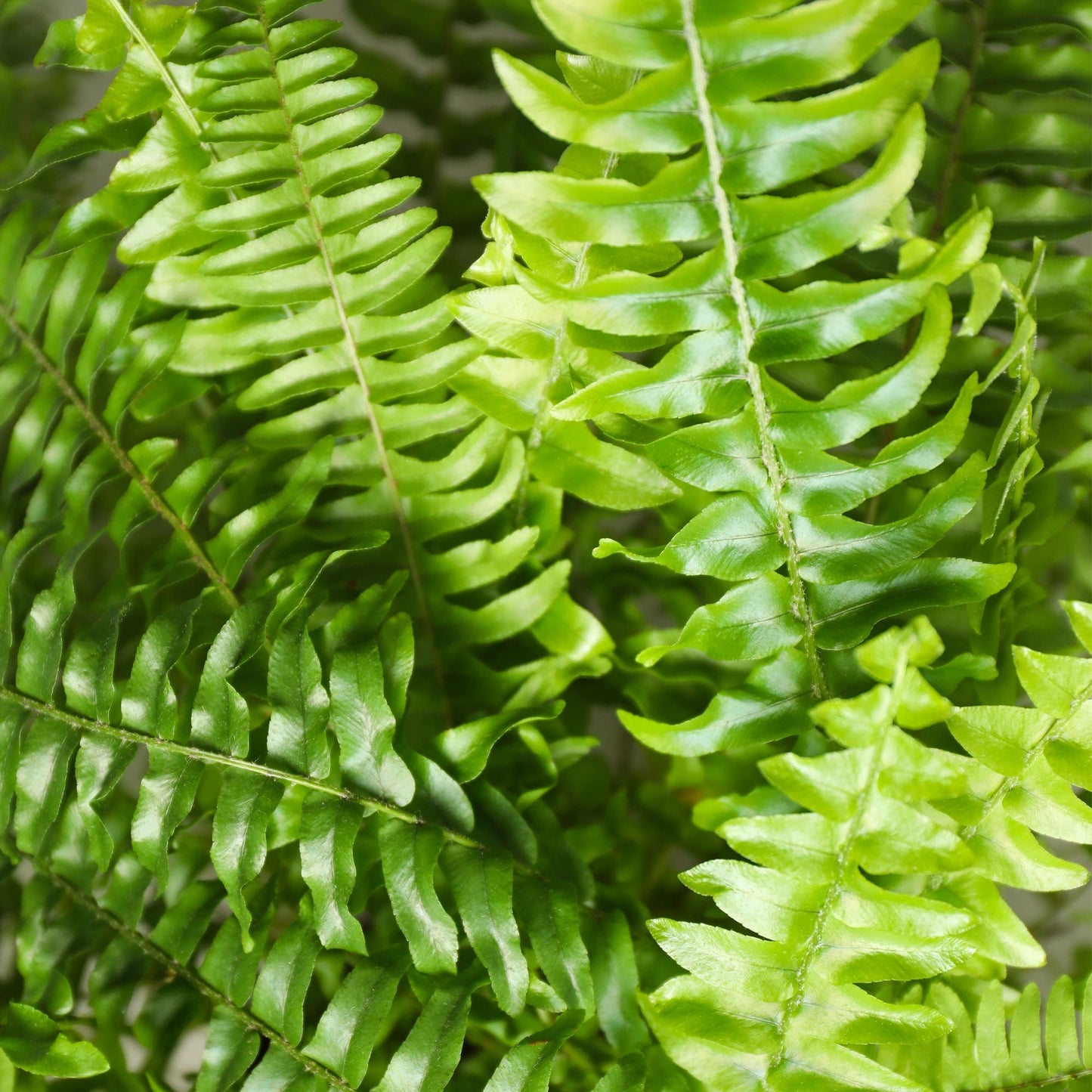 Green boutiQ - Kamerplant - Nephrolepsis exaltata Green Lady - Varen - Huisdiervriendelijke Plant - Groen - 1 Plant - Pot 12cm - Hoogte 25cm