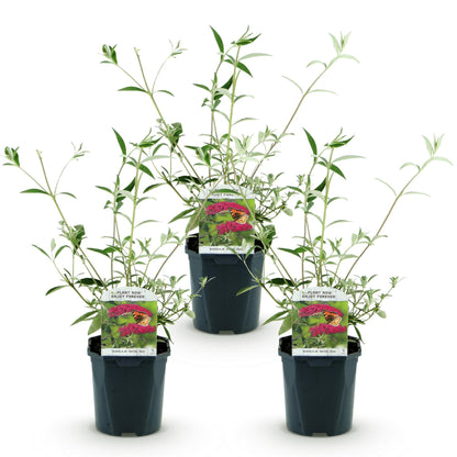 Green boutiQ - Tuinplant - Buddleja davidii Royal Red - Vlinderstruik - Winterhard - Rood - 3 Planten - Pot 17cm - Hoogte 45cm