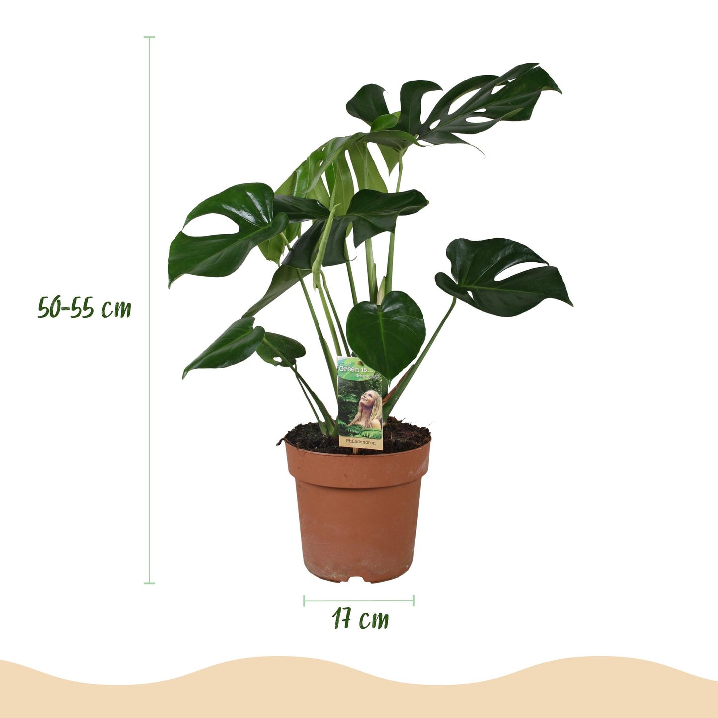 Green BoutiQ - Green is... Kamerplanten - Monstera Deliciosa - Gatenplant - Weinig onderhoud - Groen - 1 Plant - Pot 17cm - Hoogte 50-55cm