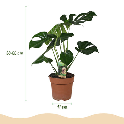 Green BoutiQ - Green is... Kamerplanten - Monstera Deliciosa - Gatenplant - Weinig onderhoud - Groen - 1 Plant - Pot 17cm - Hoogte 50-55cm