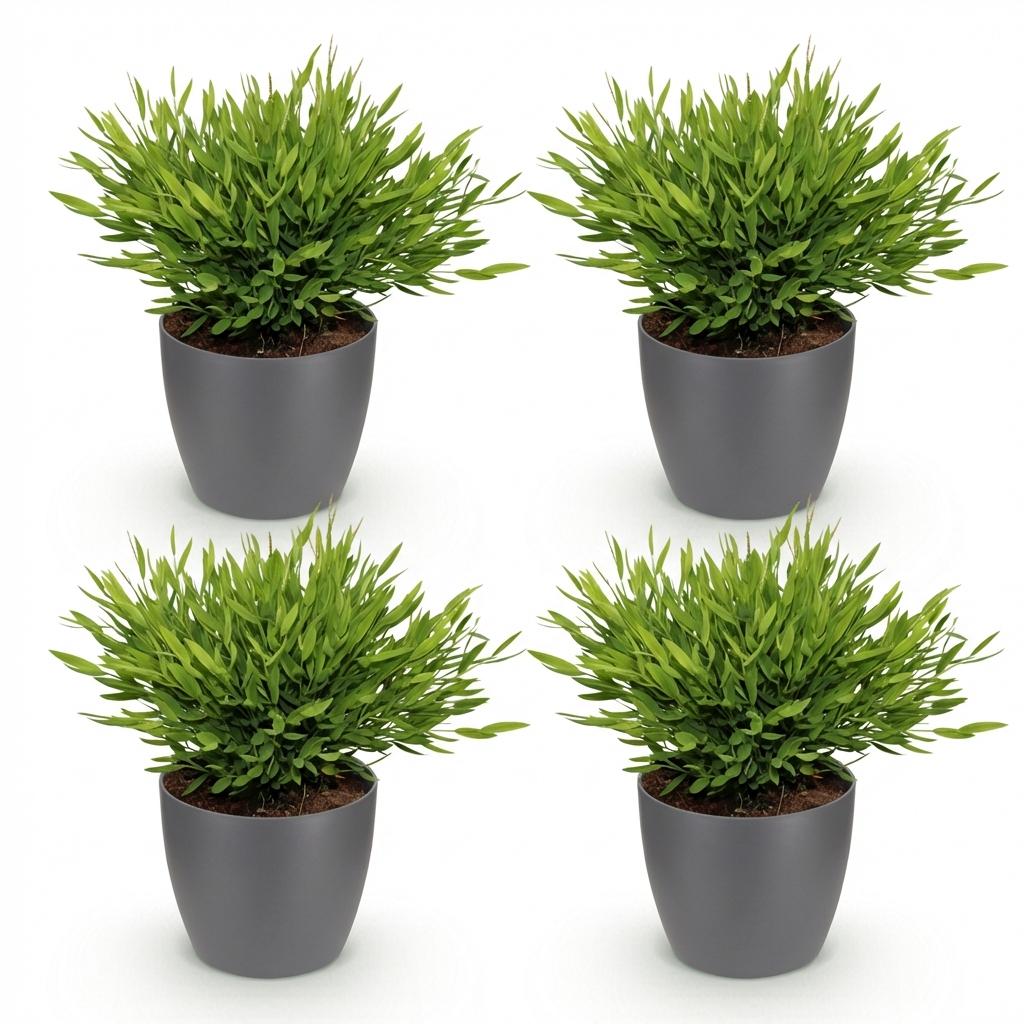 Green boutiQ - Kamerplant - Bamusa Pogonatherum Monica - Bamboegras - Huisdiervriendelijke Plant - Groen - 4 Planten - met Potter Grijs - Pot 12cm - Hoogte 20cm