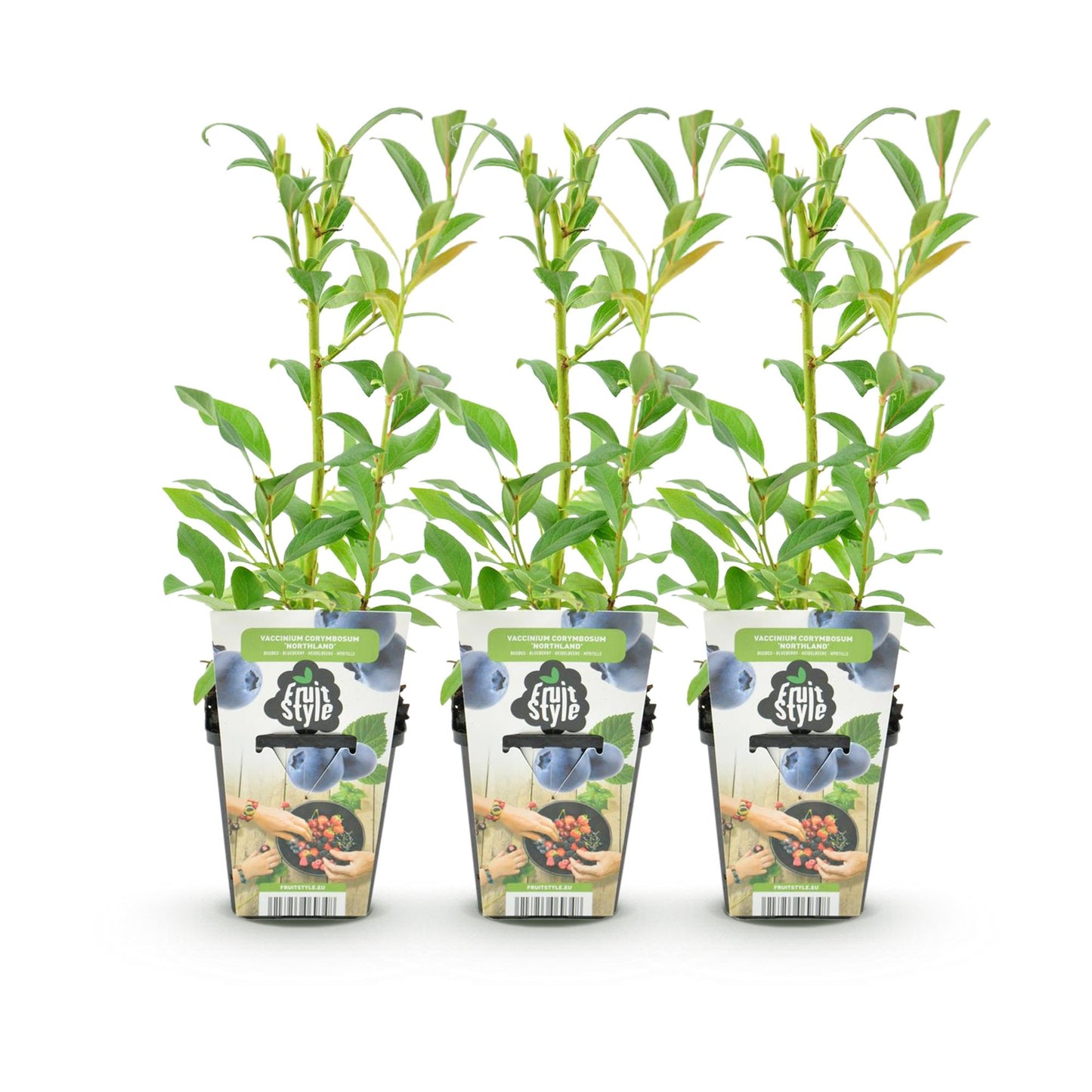Vaccinium corymbossum 'Northland' - Blauwe bes - 3 planten -Pot 9cm