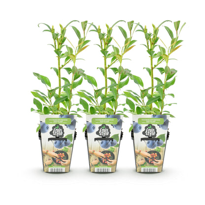 Vaccinium corymbossum 'Northland' - Blauwe bes - 3 planten -Pot 9cm