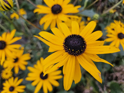 Rudbeckia fulgida 'Goldsturm' - Gele Zonnehoed